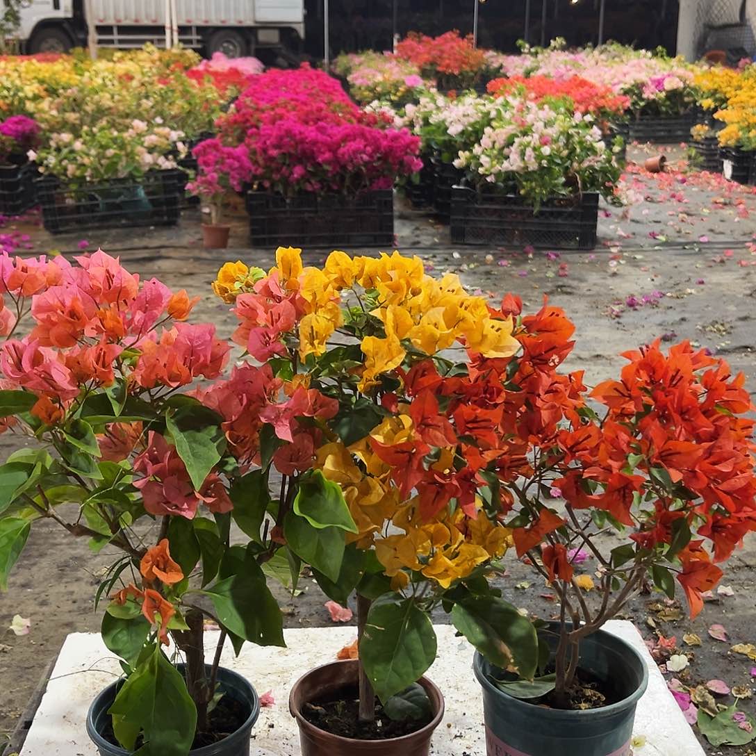 大部分花苞少量开放波妹，加州黄，红桑巴