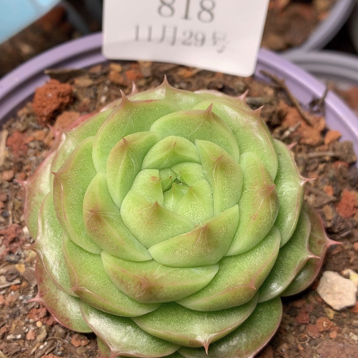 【闪购商品】云818号线