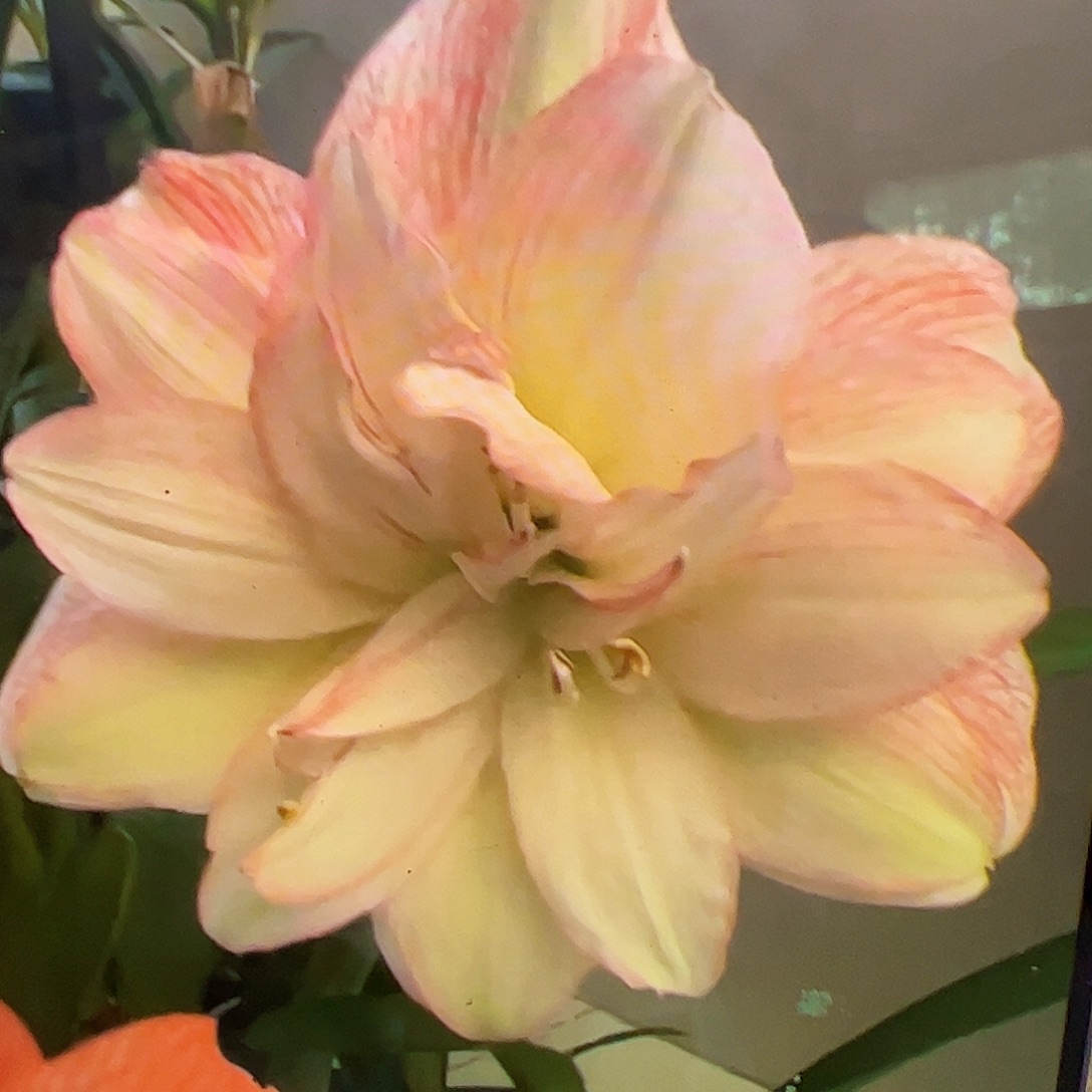 朱顶红562吉米开花球6-7cm