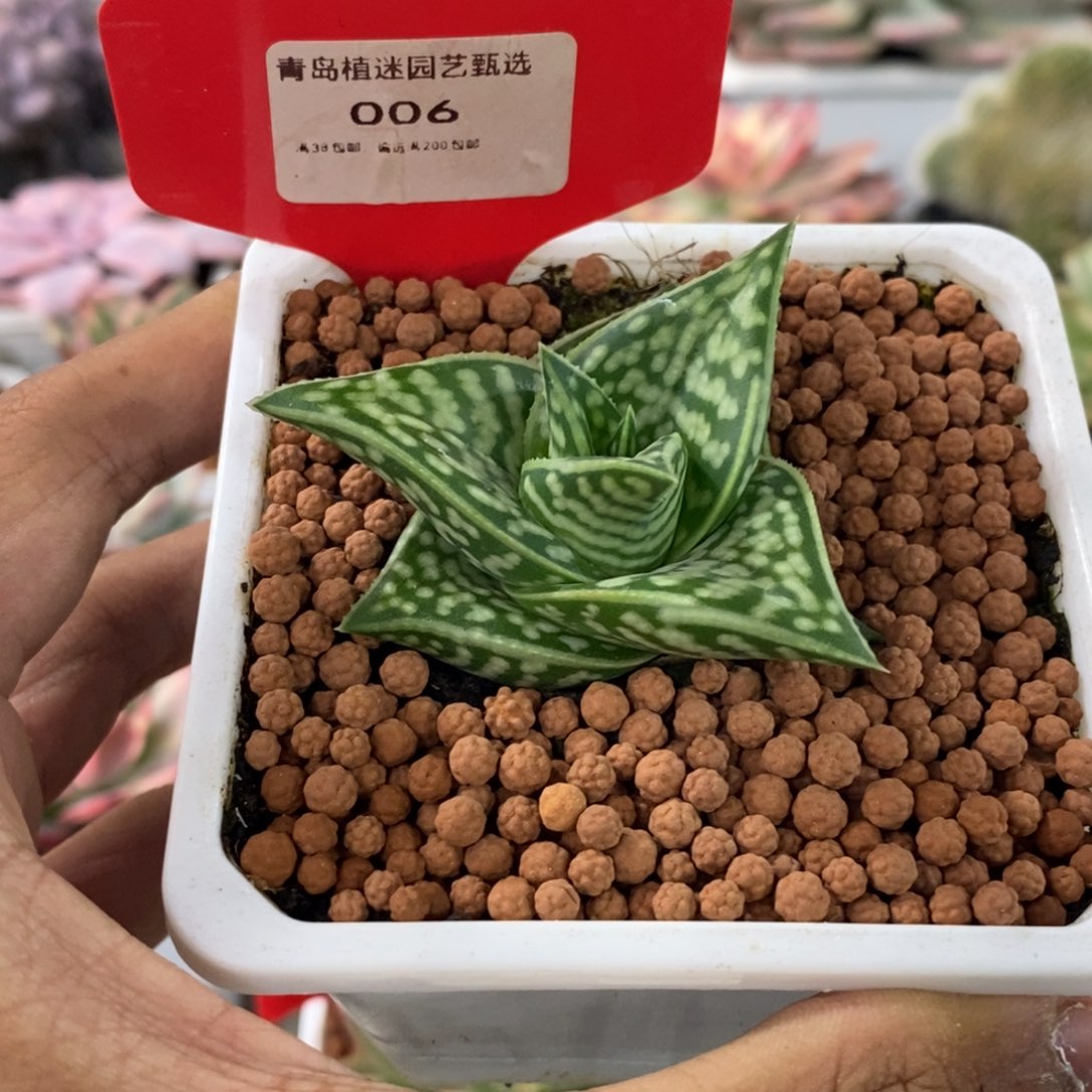 006翠花芦荟多肉植物