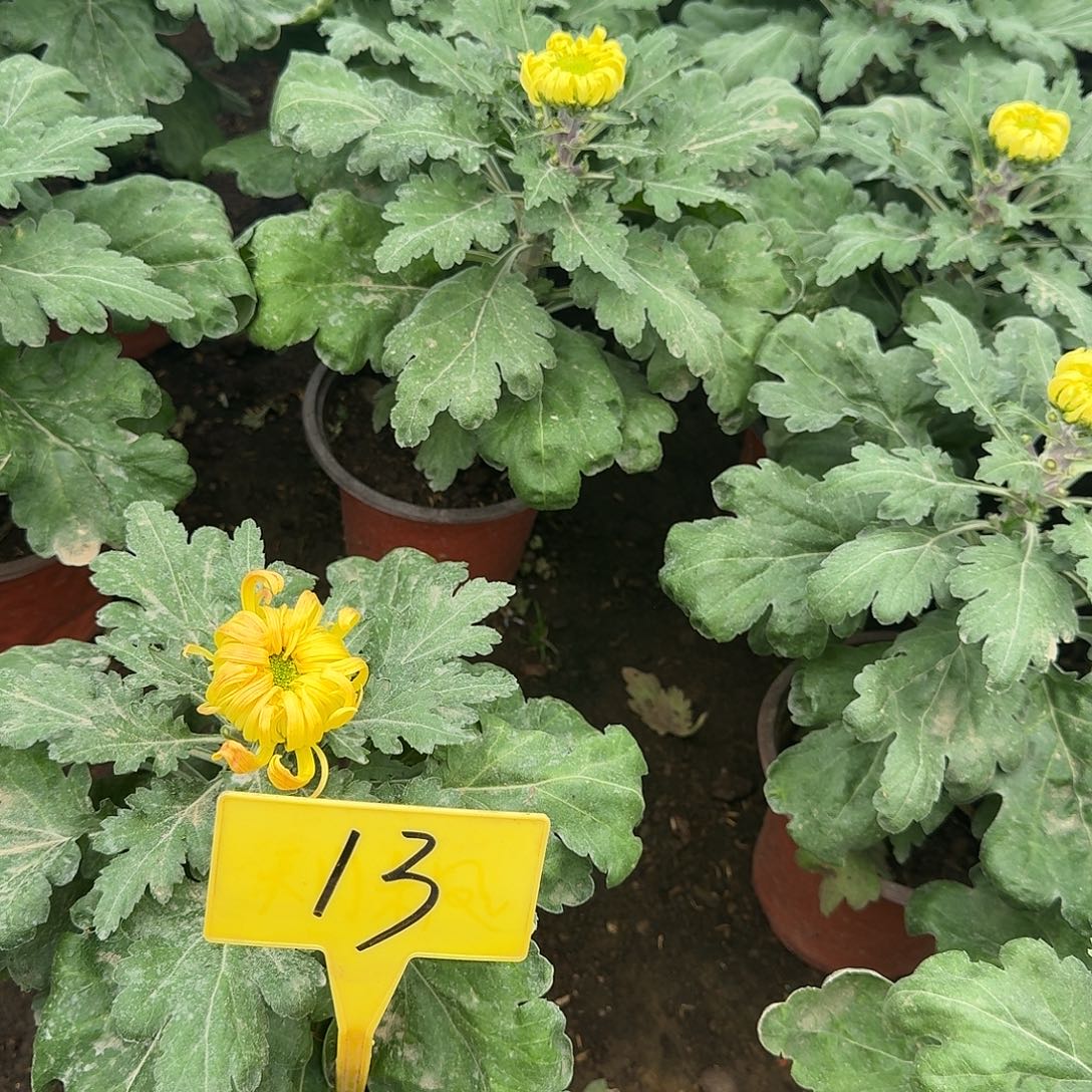 山***间大部分花苞少量开放13盛世