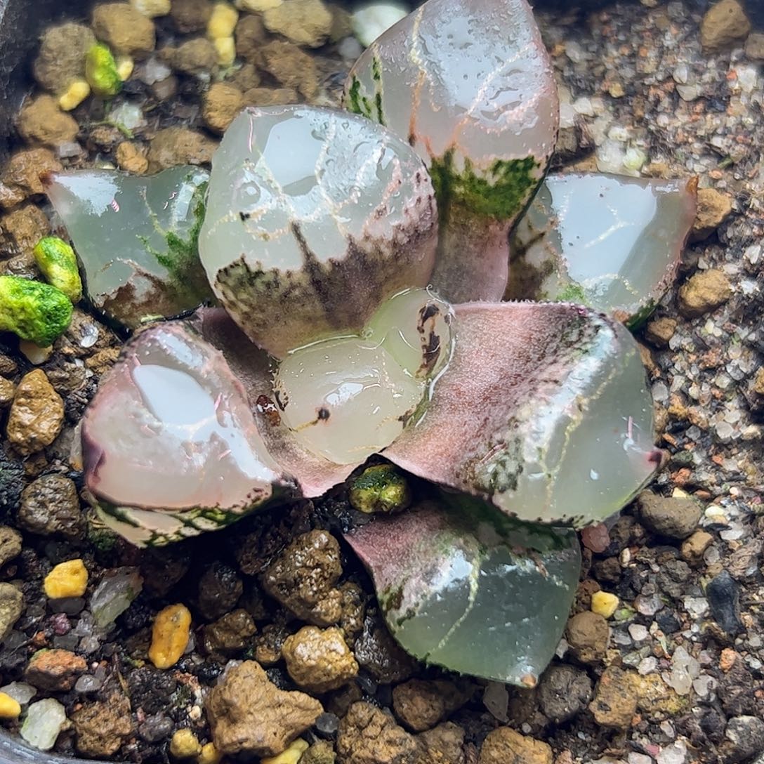 z***q冰皇十二卷多肉植物园