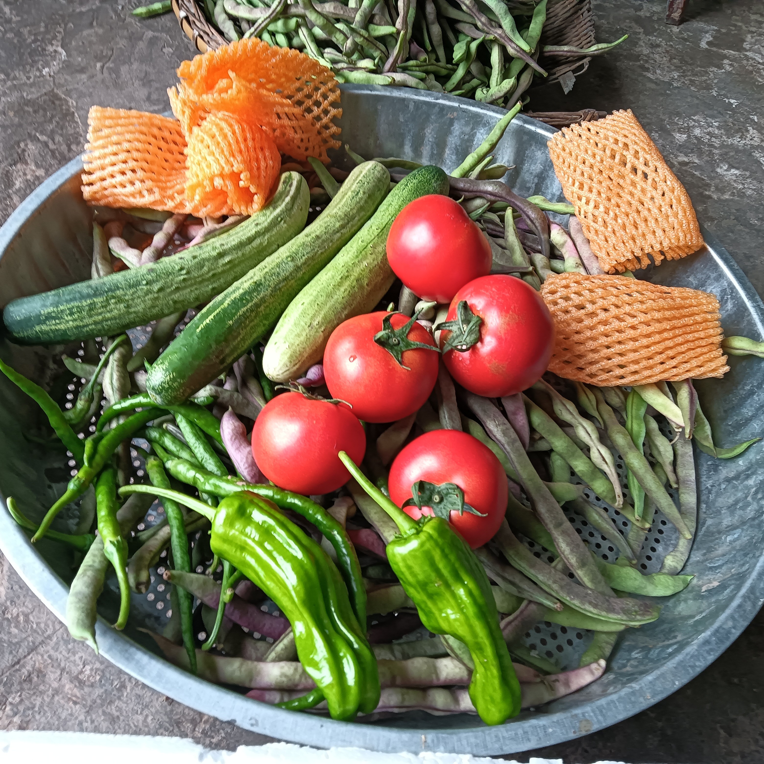 重庆农家应季蔬菜拼单菜莴笋十榨菜头十大白莱现砍现发新鲜