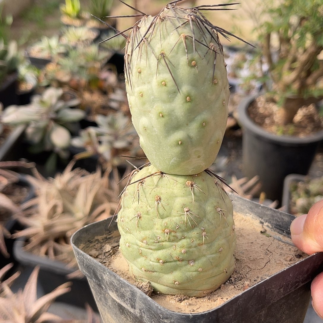 豪刺雪人习志野仙人球