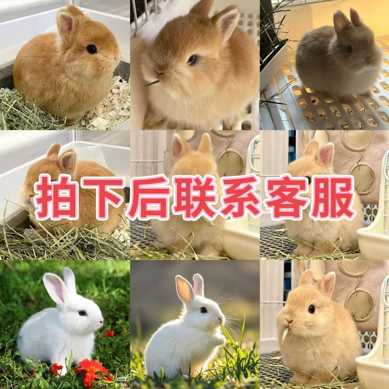 宠物活体通用 直播间线上成交 品种以直播间讲解为主