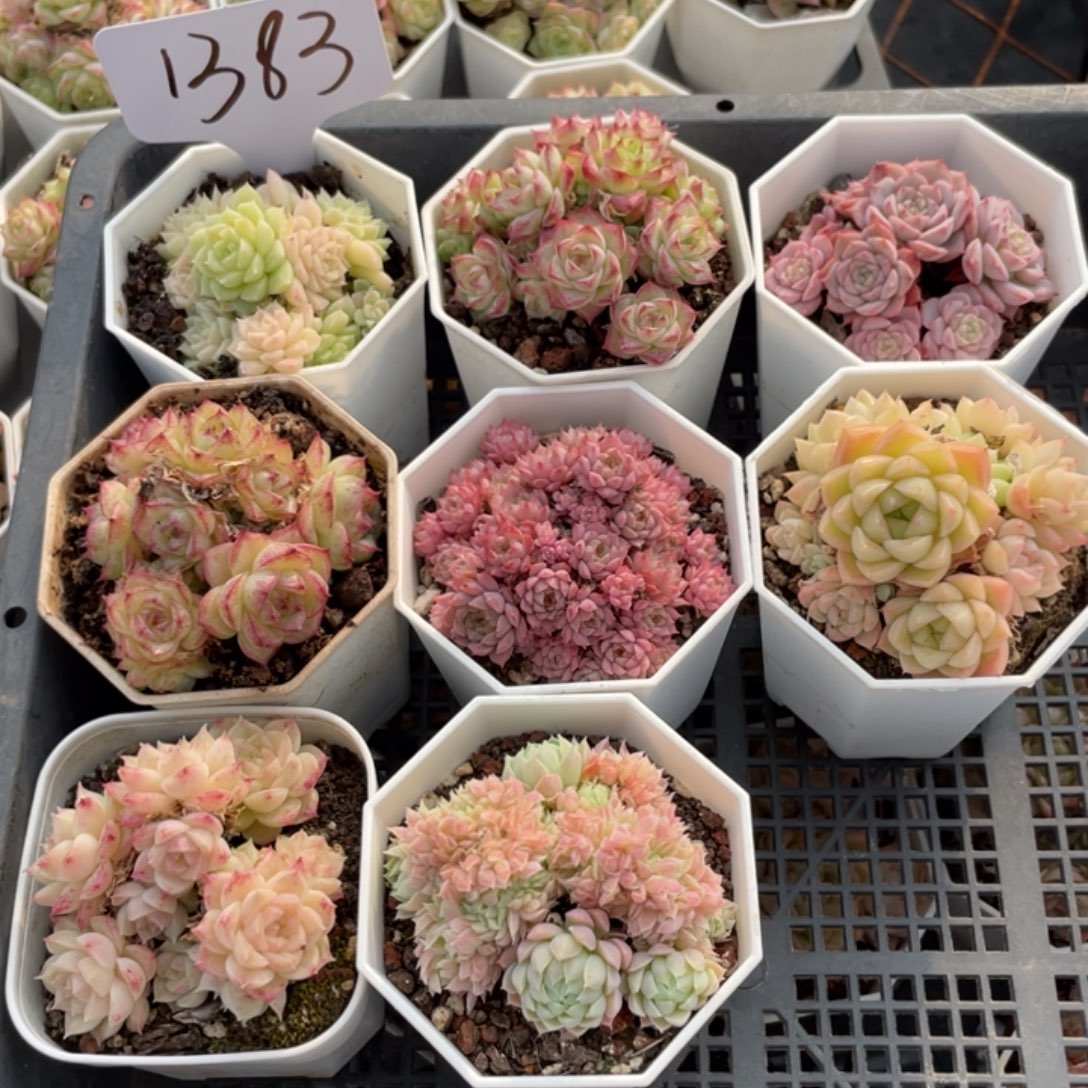 不包整散 盆子不售后1283