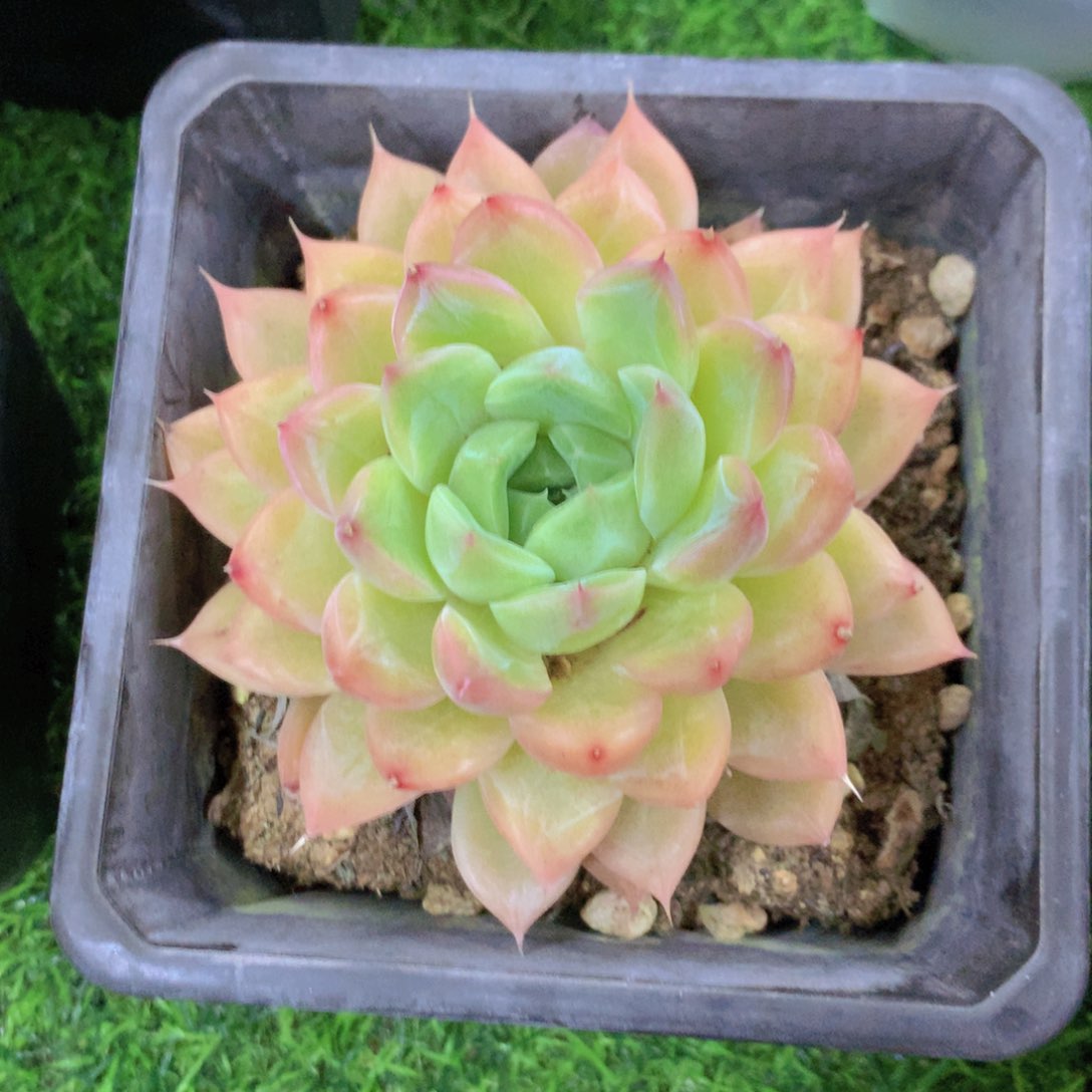 水**青钻石珍妮多肉植物