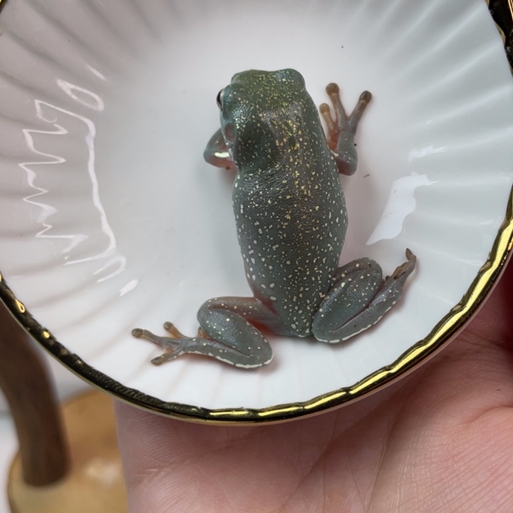 老爷树蛙鎏金雪花澳蓝姥爷树蛙01号