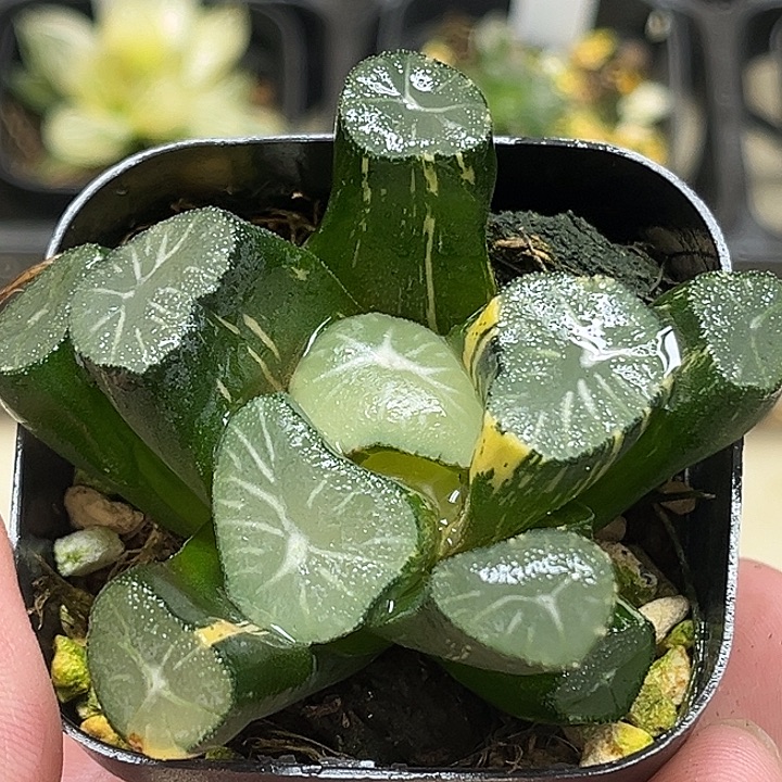 149大窗玉龙万象锦