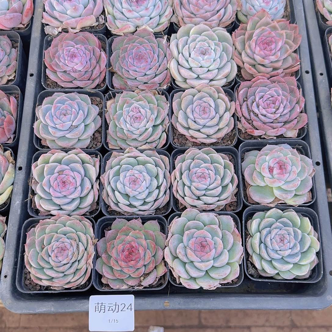 直播一物一拍多肉24