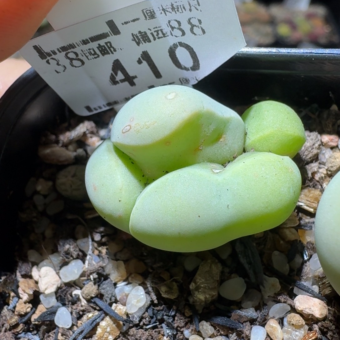 Sss精品便宜出了410怪