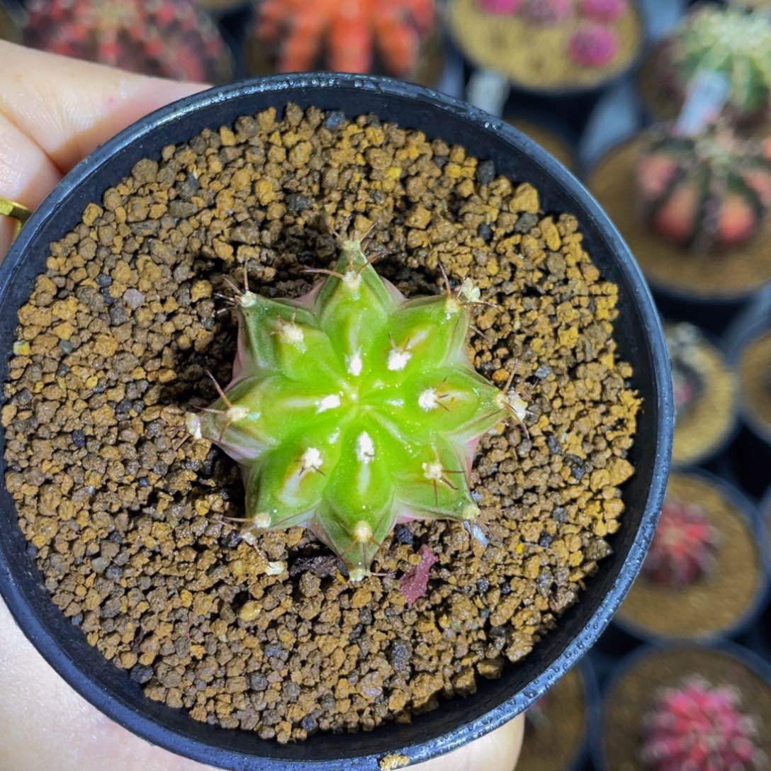 棒棒糖侧芽00000000102