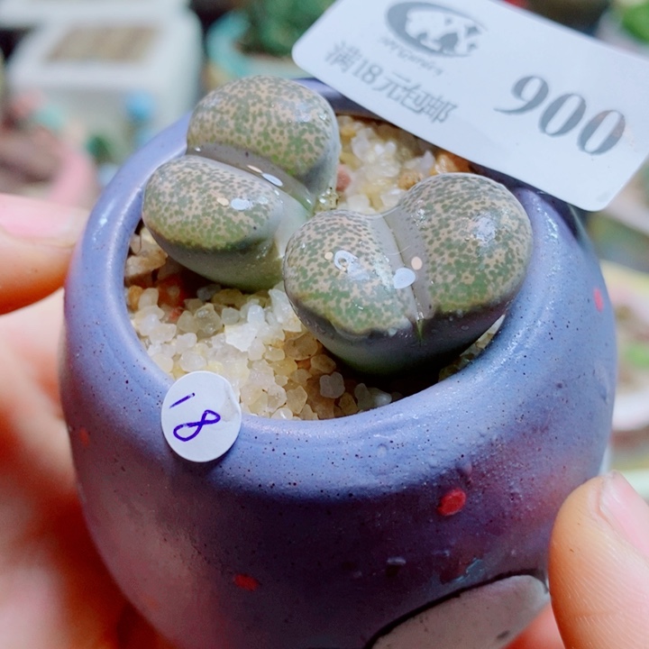 生石花花花花花花花900