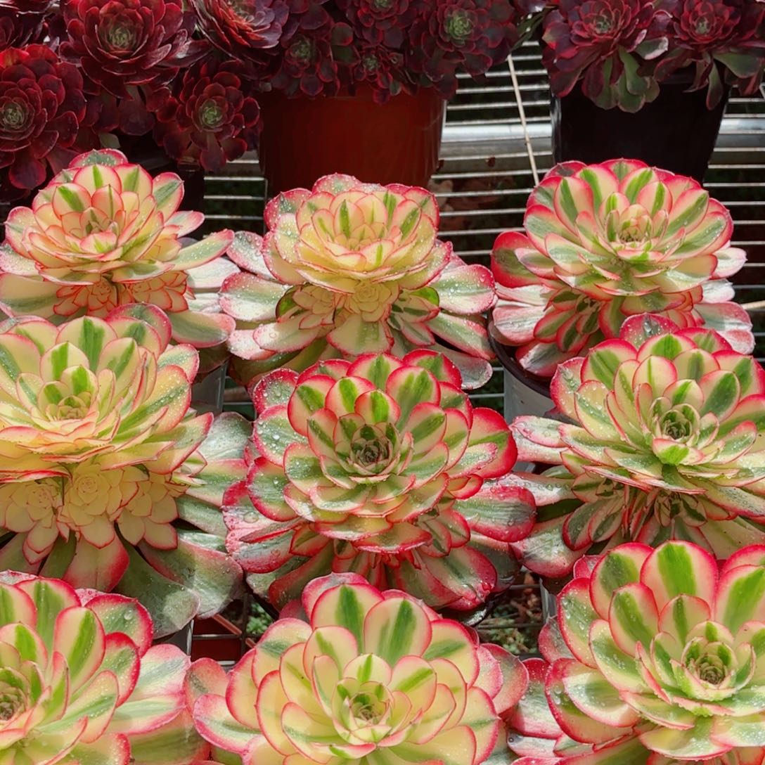 模特二代荔枝量拍多肉法师一个