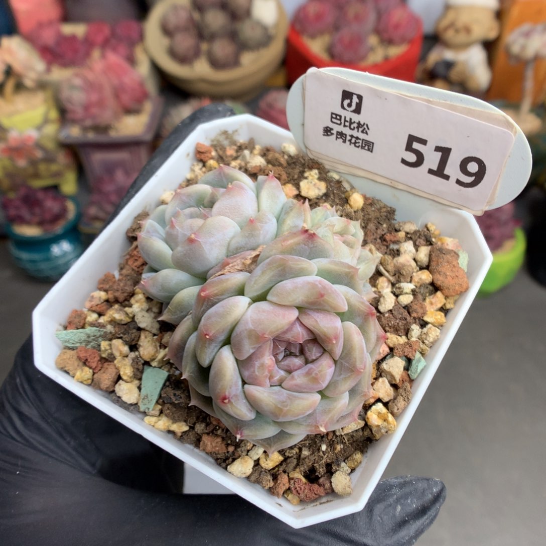 519 渐变冰魄多肉