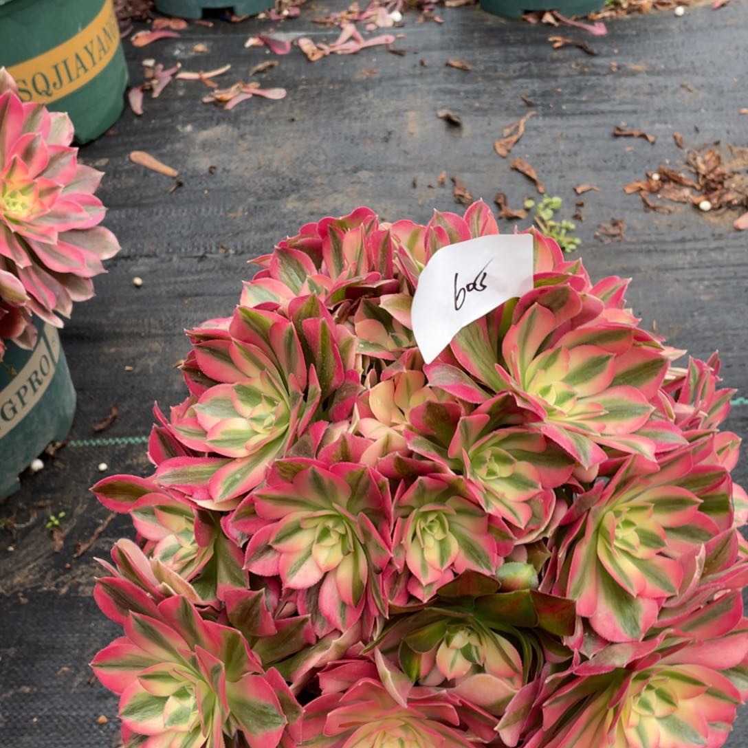 老五多肉60511111