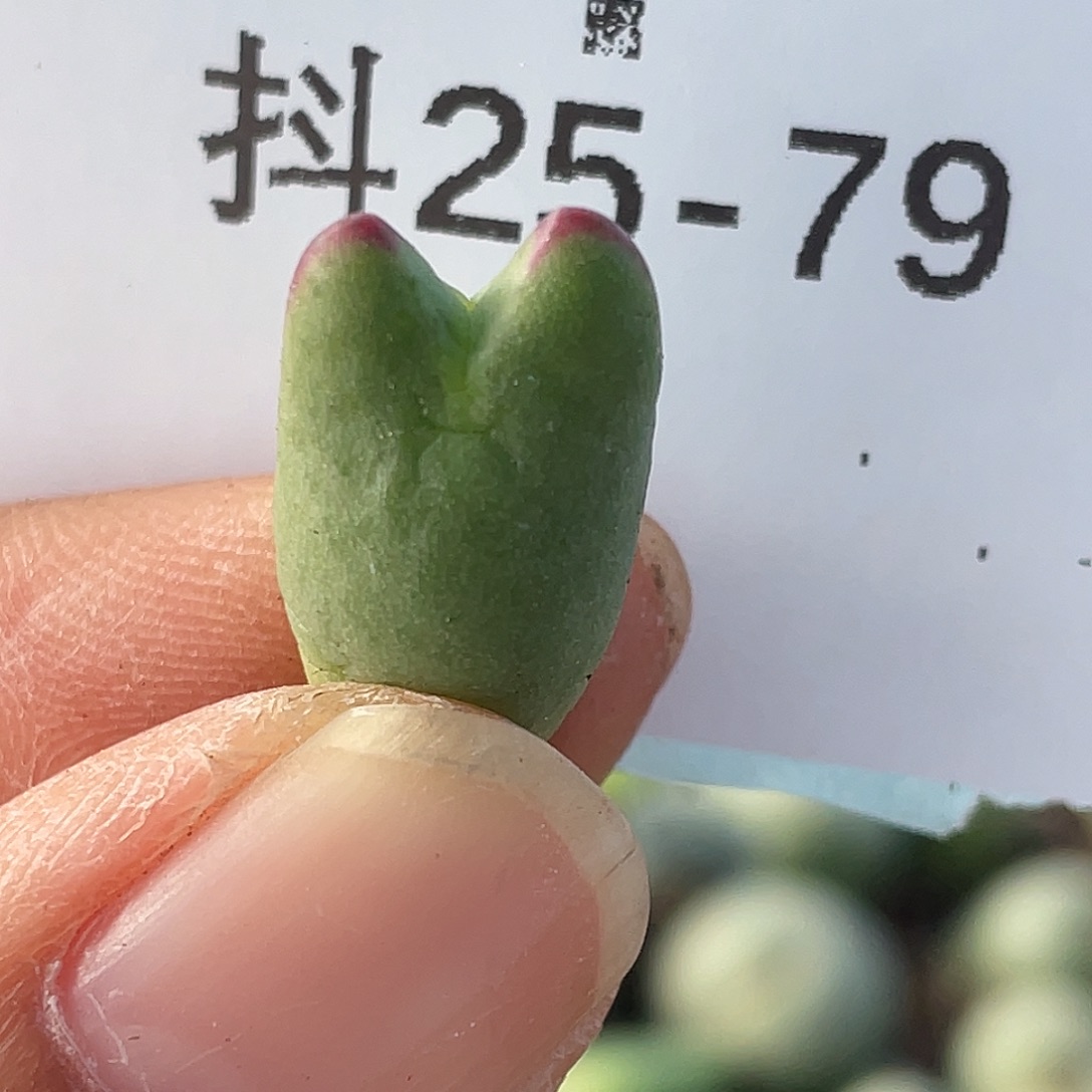 25-79比卡丘多肉植物