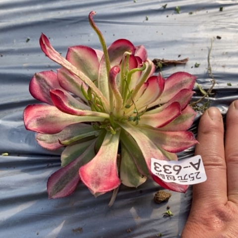 633孔雀翎满25包邮多肉