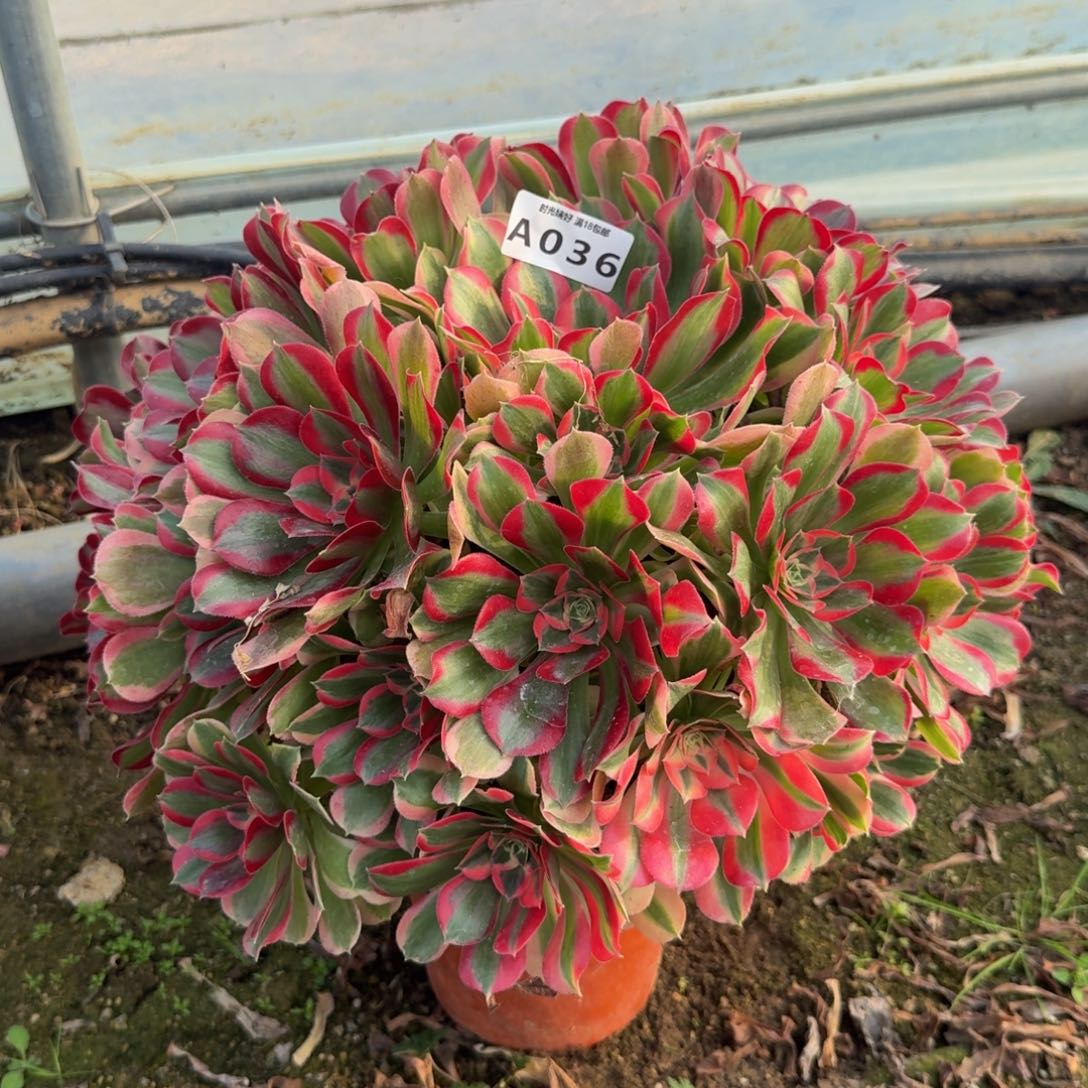 036妖月特价多肉植物