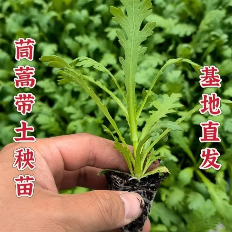 茼蒿苗小叶茼蒿秧苗幼苗四季蔬菜生菜苗新鲜油菜苗青菜木耳菜苗
