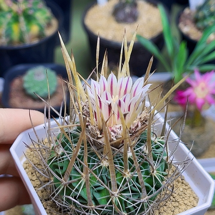 喷泉振武玉实生球一颗