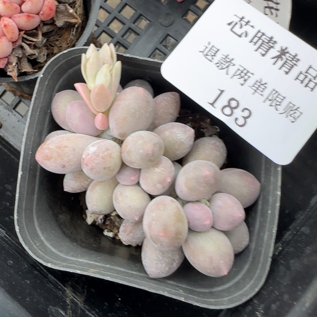 闪购精品多肉183号