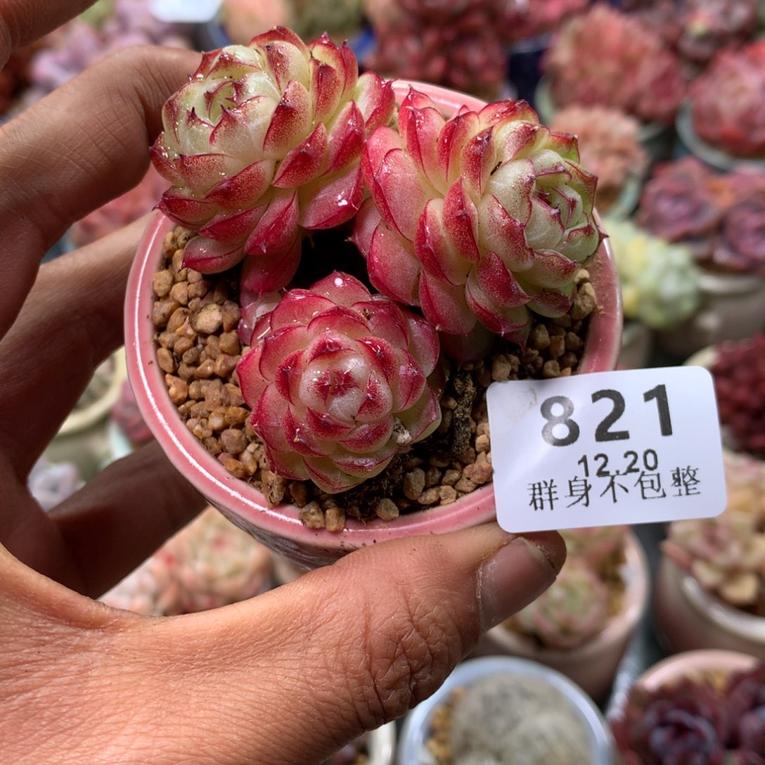 精控拇指盆12.20821