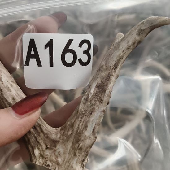 熊****鹿角鹿角鹿角角鹿角鹿