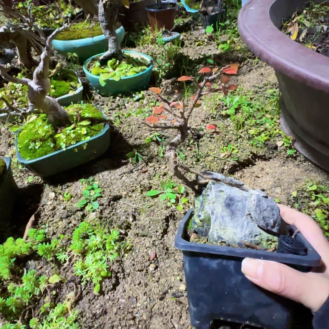 七***許无花朵红花荀子都包邮