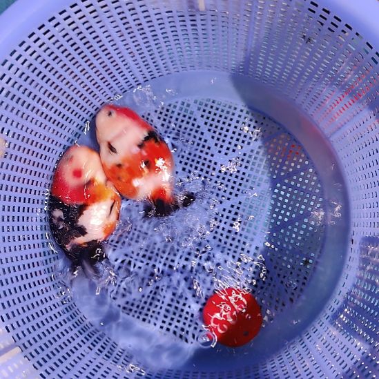 金鱼033兰寿两只特价顺丰包邮