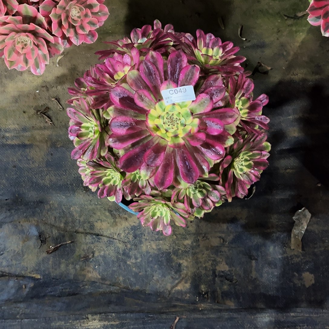 完全开放多肉植物049维纳斯