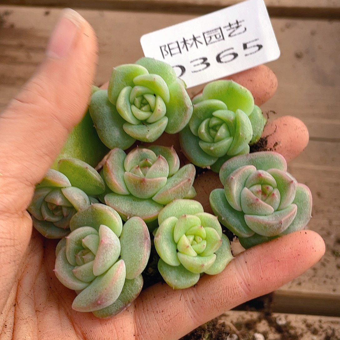 多肉植物多肉植物365