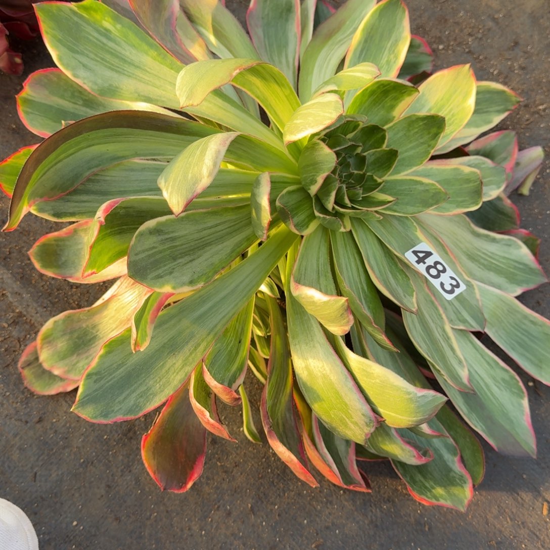 483多肉植物恶魔之眼