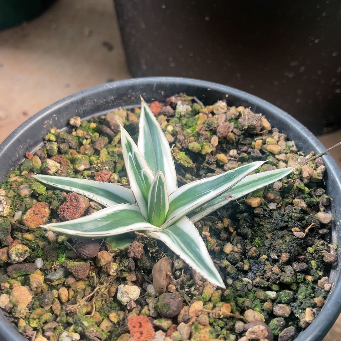 无花朵多肉植物冰山龙舌兰