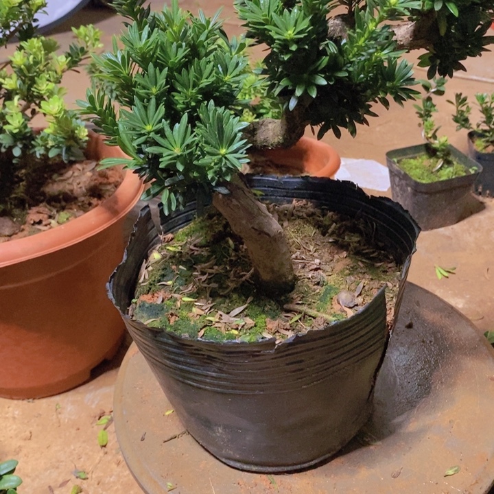 无花朵盆景罗汉松米叶中型盆景