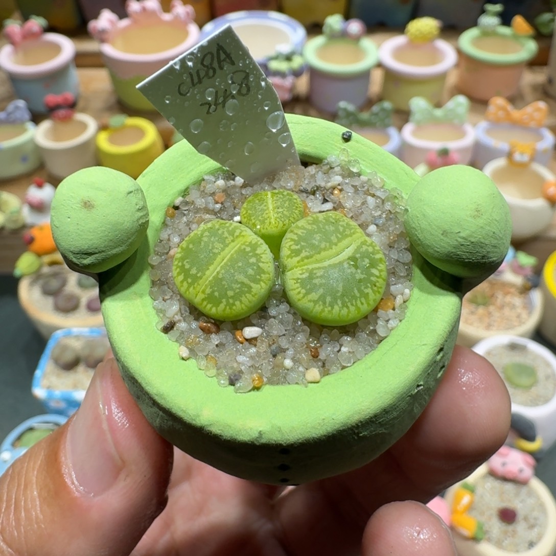 蘑菇1285绿光阳多肉植物