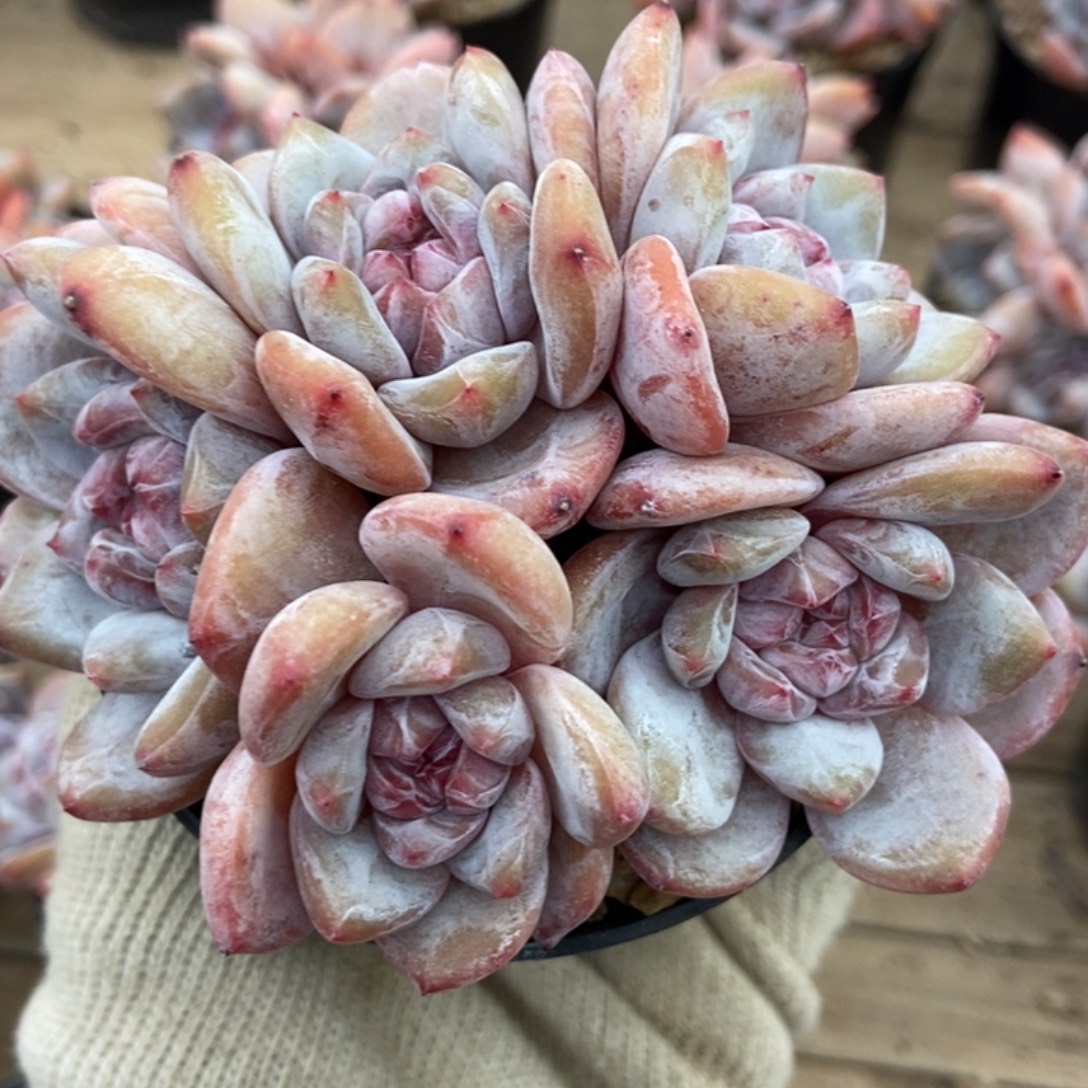 五头趴地紫心小脸长途