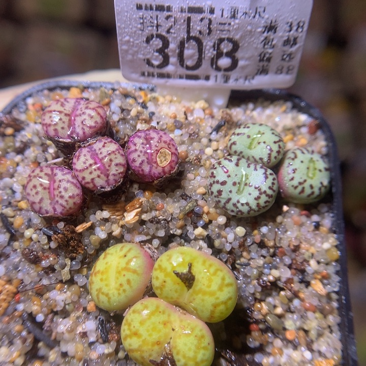 精品生石花213.308