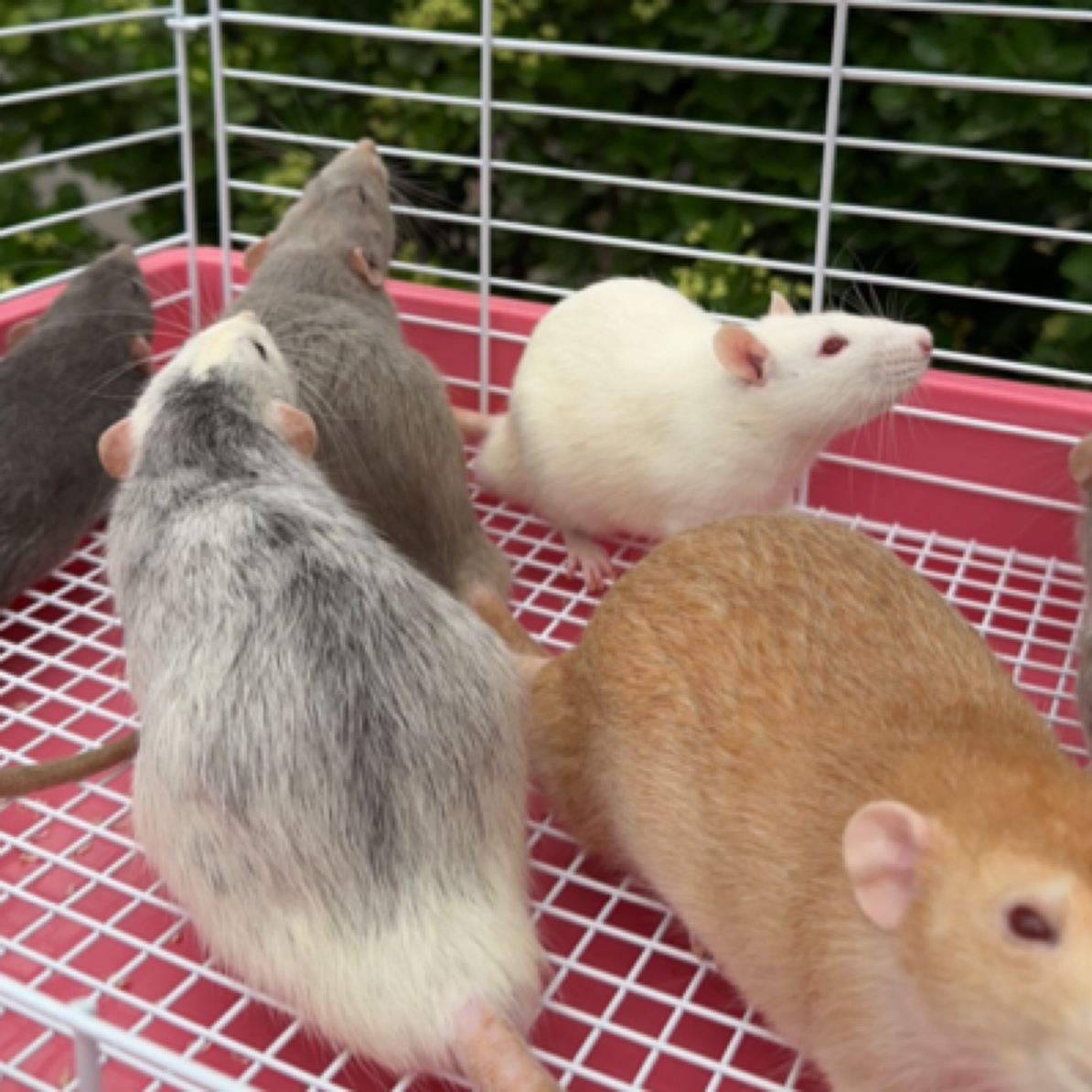 可爱萌物花枝鼠成体