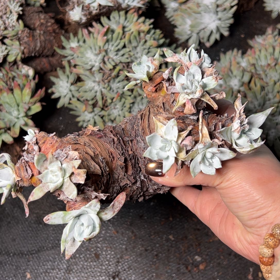 4423哈哈哈哈哈哈哈哈哈