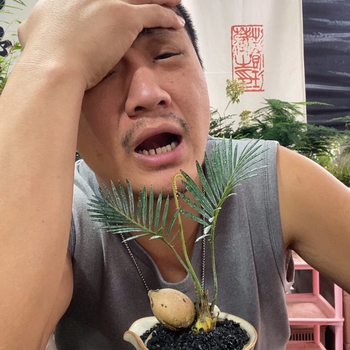 3***1以实际为准盆景绿植盆栽144