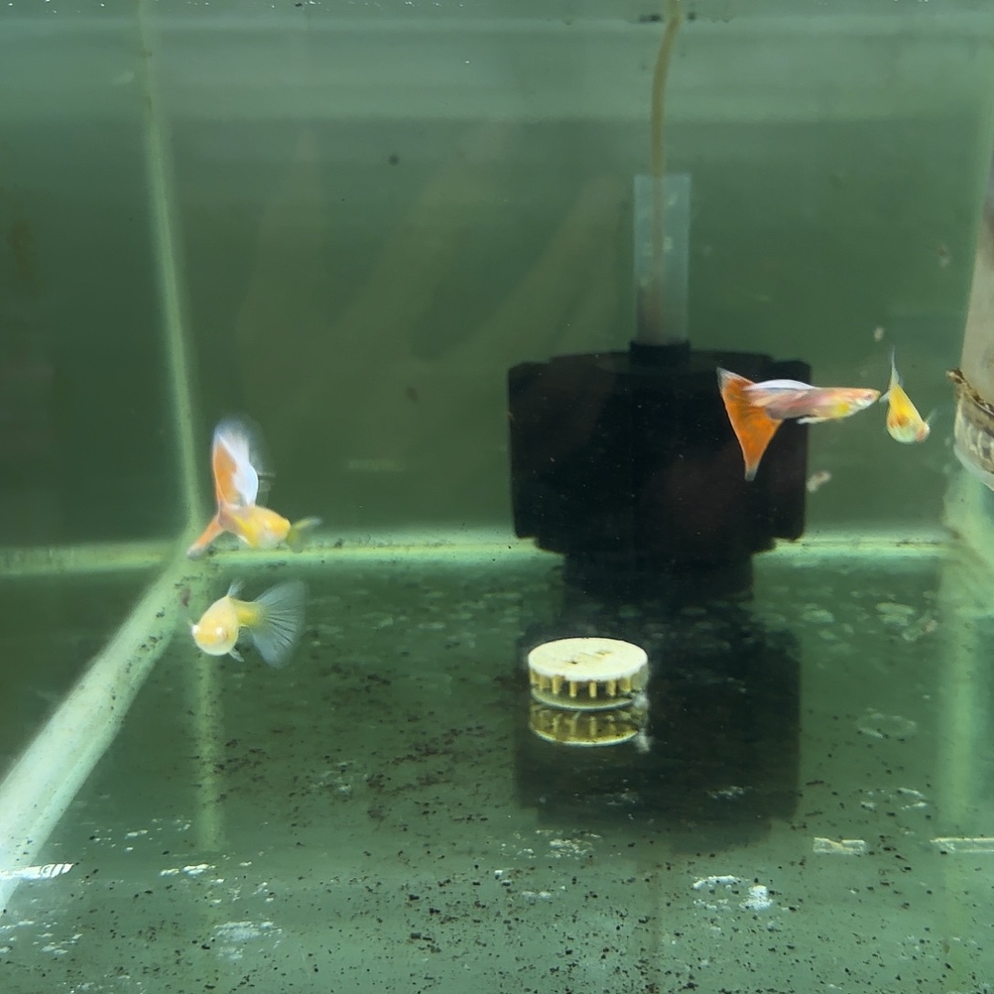 孔雀鱼火烧云飞船清港大缸