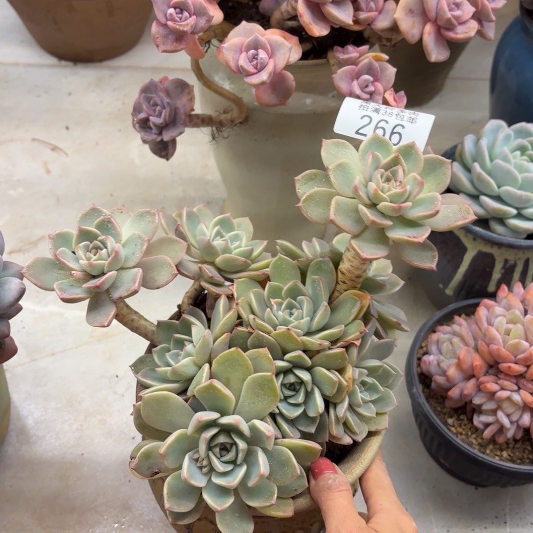 向***涛黑大帅多肉266红粉