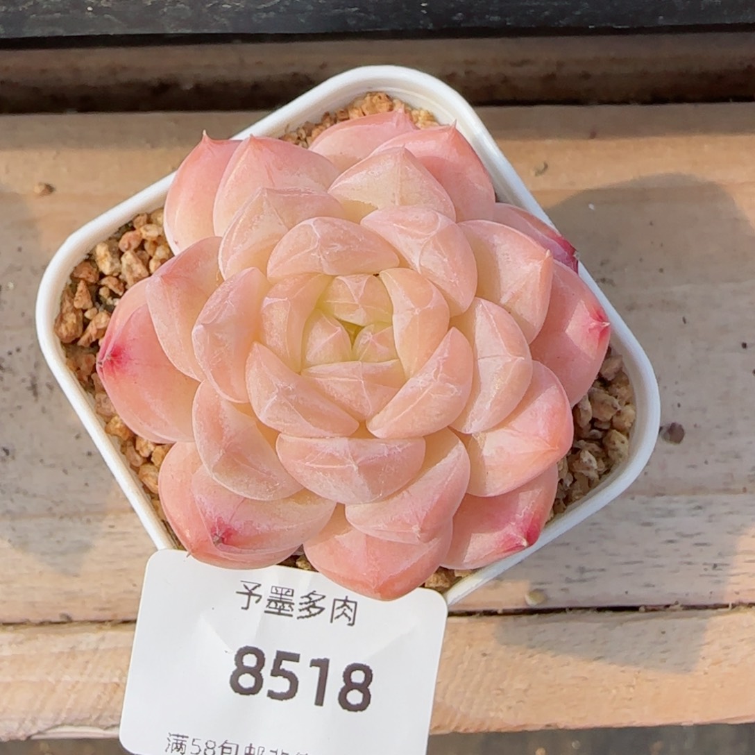 美心，8518多肉植物