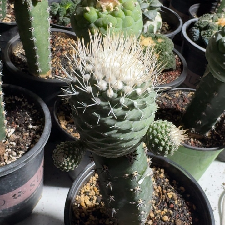 菊水4.5公分苗接仙人球