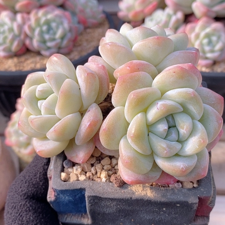 冰玉 韩货精品666