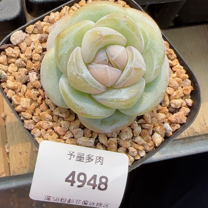 孤品珍妮，4948多肉植物