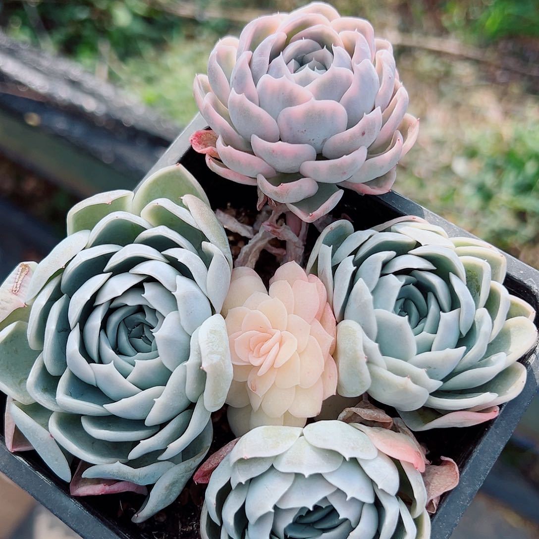 墨西哥雪球锦底座，带覆轮锦头