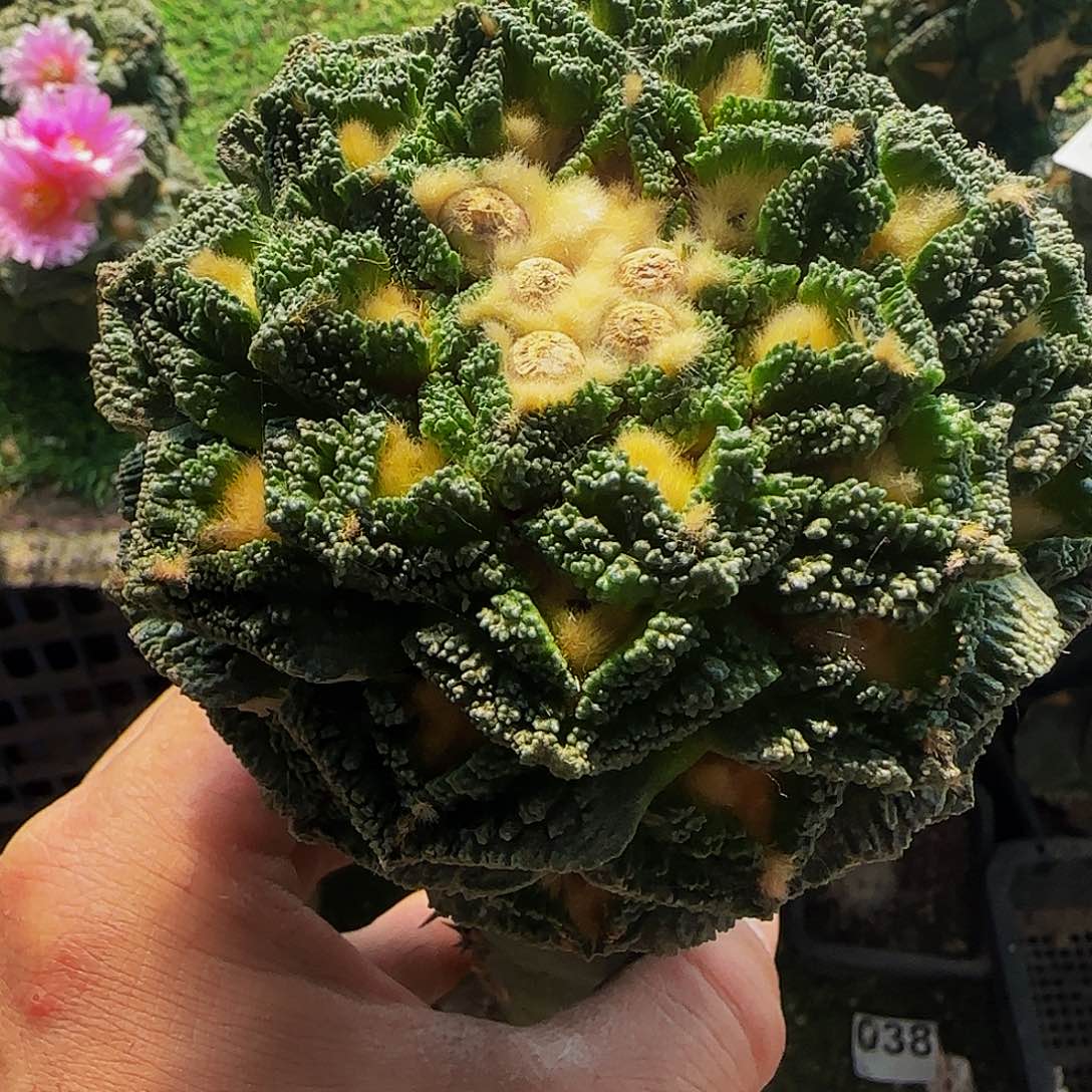 龟甲辛顿408仙人球开花