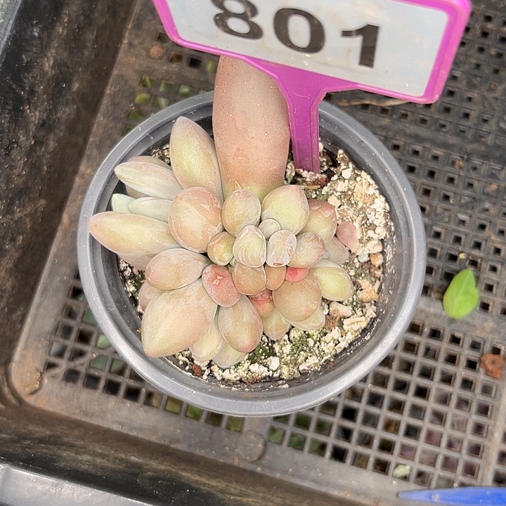 多肉植物白兰地801